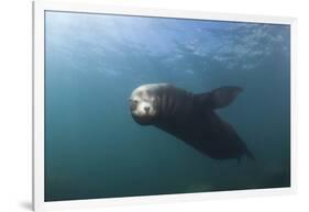 Californian Sea Lion (Zalophus Californianus)-Reinhard Dirscherl-Framed Photographic Print