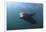 Californian Sea Lion (Zalophus Californianus)-Reinhard Dirscherl-Framed Photographic Print