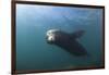 Californian Sea Lion (Zalophus Californianus)-Reinhard Dirscherl-Framed Photographic Print