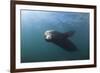 Californian Sea Lion (Zalophus Californianus)-Reinhard Dirscherl-Framed Photographic Print