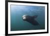 Californian Sea Lion (Zalophus Californianus)-Reinhard Dirscherl-Framed Photographic Print