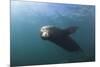 Californian Sea Lion (Zalophus Californianus)-Reinhard Dirscherl-Mounted Photographic Print