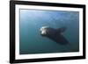 Californian Sea Lion (Zalophus Californianus)-Reinhard Dirscherl-Framed Photographic Print