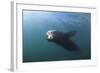 Californian Sea Lion (Zalophus Californianus)-Reinhard Dirscherl-Framed Photographic Print