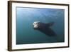 Californian Sea Lion (Zalophus Californianus)-Reinhard Dirscherl-Framed Photographic Print