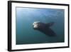 Californian Sea Lion (Zalophus Californianus)-Reinhard Dirscherl-Framed Photographic Print