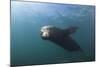 Californian Sea Lion (Zalophus Californianus)-Reinhard Dirscherl-Mounted Photographic Print