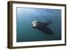 Californian Sea Lion (Zalophus Californianus)-Reinhard Dirscherl-Framed Photographic Print