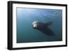 Californian Sea Lion (Zalophus Californianus)-Reinhard Dirscherl-Framed Photographic Print