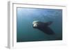 Californian Sea Lion (Zalophus Californianus)-Reinhard Dirscherl-Framed Photographic Print