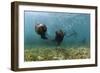 Californian Sea Lions, Zalophus Californianus, San Benito Island, Mexico-Reinhard Dirscherl-Framed Photographic Print