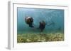 Californian Sea Lions, Zalophus Californianus, San Benito Island, Mexico-Reinhard Dirscherl-Framed Photographic Print