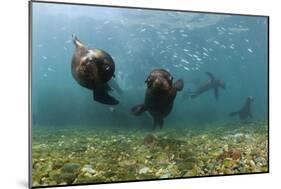 Californian Sea Lions, Zalophus Californianus, San Benito Island, Mexico-Reinhard Dirscherl-Mounted Photographic Print