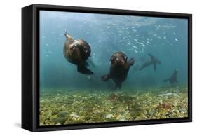 Californian Sea Lions, Zalophus Californianus, San Benito Island, Mexico-Reinhard Dirscherl-Framed Stretched Canvas