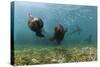 Californian Sea Lions, Zalophus Californianus, San Benito Island, Mexico-Reinhard Dirscherl-Stretched Canvas