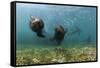 Californian Sea Lions, Zalophus Californianus, San Benito Island, Mexico-Reinhard Dirscherl-Framed Stretched Canvas