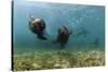 Californian Sea Lions, Zalophus Californianus, San Benito Island, Mexico-Reinhard Dirscherl-Stretched Canvas