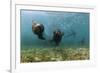 Californian Sea Lions, Zalophus Californianus, San Benito Island, Mexico-Reinhard Dirscherl-Framed Photographic Print