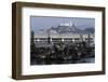 Californian Sealions (Zalophus Californianus) with Alcatraz in Background-Suzi Eszterhas-Framed Photographic Print