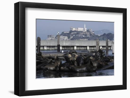 Californian Sealions (Zalophus Californianus) with Alcatraz in Background-Suzi Eszterhas-Framed Photographic Print