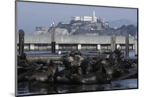 Californian Sealions (Zalophus Californianus) with Alcatraz in Background-Suzi Eszterhas-Mounted Photographic Print