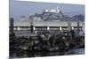 Californian Sealions (Zalophus Californianus) with Alcatraz in Background-Suzi Eszterhas-Mounted Photographic Print