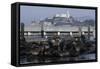 Californian Sealions (Zalophus Californianus) with Alcatraz in Background-Suzi Eszterhas-Framed Stretched Canvas