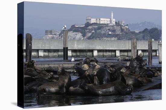 Californian Sealions (Zalophus Californianus) with Alcatraz in Background-Suzi Eszterhas-Stretched Canvas