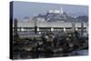 Californian Sealions (Zalophus Californianus) with Alcatraz in Background-Suzi Eszterhas-Stretched Canvas