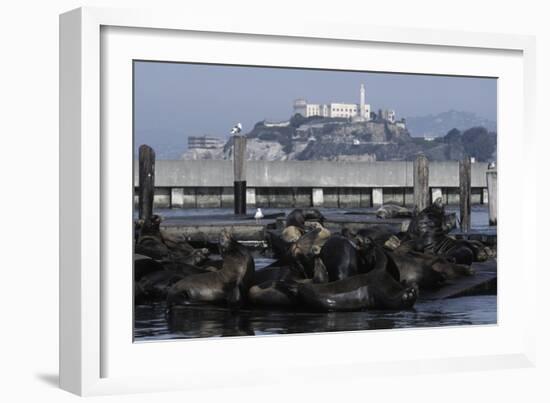 Californian Sealions (Zalophus Californianus) with Alcatraz in Background-Suzi Eszterhas-Framed Photographic Print