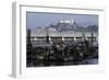 Californian Sealions (Zalophus Californianus) with Alcatraz in Background-Suzi Eszterhas-Framed Photographic Print