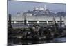 Californian Sealions (Zalophus Californianus) with Alcatraz in Background-Suzi Eszterhas-Mounted Photographic Print