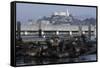 Californian Sealions (Zalophus Californianus) with Alcatraz in Background-Suzi Eszterhas-Framed Stretched Canvas