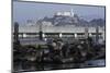 Californian Sealions (Zalophus Californianus) with Alcatraz in Background-Suzi Eszterhas-Mounted Premium Photographic Print