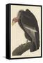 Californian Vulture, 1838-John James Audubon-Framed Stretched Canvas