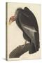 Californian Vulture, 1838-John James Audubon-Stretched Canvas