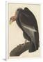 Californian Vulture, 1838-John James Audubon-Framed Giclee Print