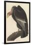 Californian Vulture, 1838-John James Audubon-Framed Giclee Print