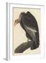 Californian Vulture, 1838-John James Audubon-Framed Giclee Print