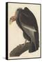 Californian Vulture, 1838-John James Audubon-Framed Stretched Canvas