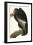 Californian Vulture, Old Male, 1838-John James Audubon-Framed Giclee Print