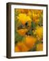 Californina Poppies, USA-Adam Jones-Framed Photographic Print