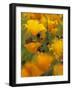 Californina Poppies, USA-Adam Jones-Framed Photographic Print