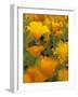 Californina Poppies, USA-Adam Jones-Framed Photographic Print