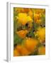 Californina Poppies, USA-Adam Jones-Framed Photographic Print