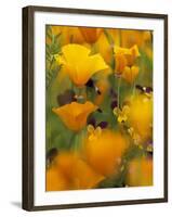 Californina Poppies, USA-Adam Jones-Framed Photographic Print