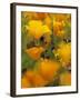 Californina Poppies, USA-Adam Jones-Framed Photographic Print