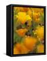 Californina Poppies, USA-Adam Jones-Framed Stretched Canvas