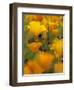 Californina Poppies, USA-Adam Jones-Framed Photographic Print