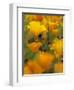 Californina Poppies, USA-Adam Jones-Framed Photographic Print